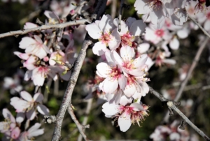 Amandier fleur fétiche en Algarve