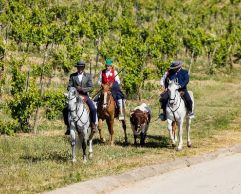 Ribatejo. Vins du Tage